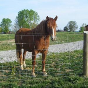 Meet your Posher, Donna